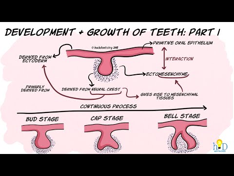 Development and growth of teeth Part I: Initiation, Bud & Cap stage