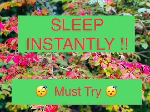 Hard Wind Sounds | Very Relaxing (( MUST WATCH )) Pure Relaxation — Sleep Instantly — 😴😴