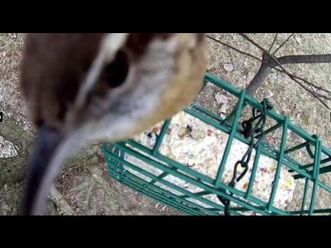 Wild Birds on the suet block. Name the species if you want.