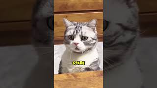 Why Do Cats Stare at Walls? 👀😺#catfacts #shorts #animalshorts