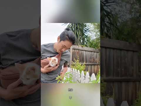 Cat in a bumbag sniffing nature be like: 🤣 Our first video is coming out tonight! 🥳  #cat #funny