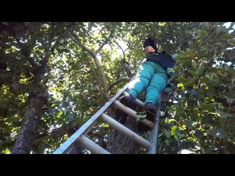 Pauline in a Tree