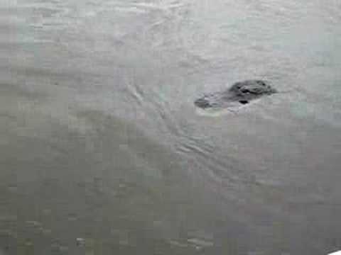 Exploring the Everglades (3)