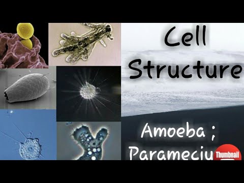 Cell structure | AMOEBA|MITOCHONDRIA|Nucleous|Golgi bodies|Nerve cell|Lysosomes|Plastid