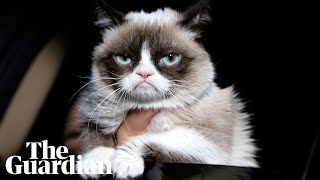 Grumpy Cat: Internet’s most famous cat dies aged seven