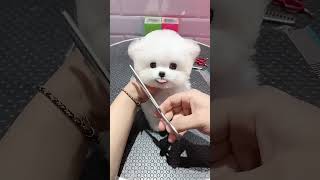 #cuteanimals teddy bear puppy!