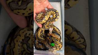 They all crawled out! #molinarosnakelab #royalpython #ballpython #clownballpython #reptile #incubate