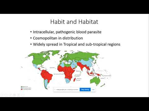 Malaria 1- Exoerythrocytic Cycle