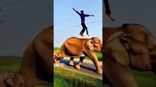 elephant video 📸#elephant #elephante #hathi #gajraj #animals #funny