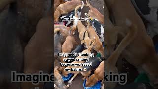 Gofundme, PayPal link in bio for support #help #gofundme #puppy #pets #savethepuppies #rescuepup