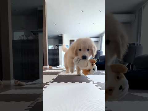 Fantastic kittens, cat and dog videos 2024😂 #cats #dog #puppy #kitten #shorts #viral #funny #fun