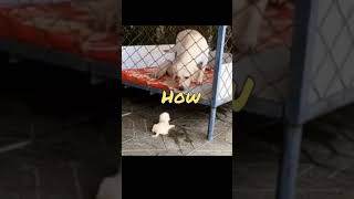 Funny Animal Videos 2023   Comedy Voiceover!#wholesome #wholesomeshorts #wholesomecontent