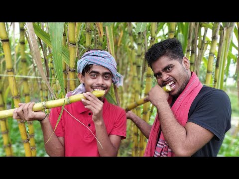 আখ খেতে ছাগল বন্দী জলে বন্দী মাছ। Sugarcane fields vlog | Barisal vlog |foodfun friend