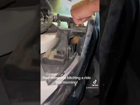 Unexpected..(kitten was unharmed) #kittens#animals #kitty #cat/#funnyvideo ￼