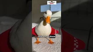 They Look Like Toys... But They’re Real Ducks! 🦆 #animalshorts #shorts #didyouknow