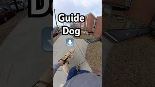 What Do You Do When Your Guide Dog Won’t Go Forward?! #guidedog #dog #dogs