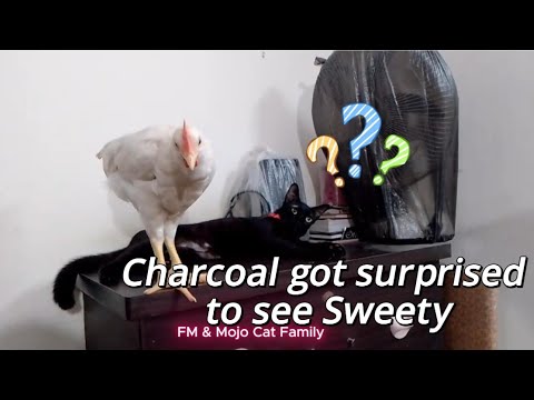 Charcoal got surprised to suddenly see Sweety 😻😻😻