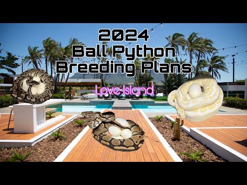 2024 Ball Python Breeding Plans