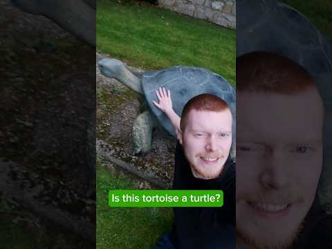 Is this tortoise a turtle? #science