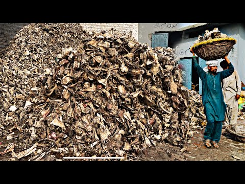 Inside Factory Process Millions of Animals Bones Recycling & Manufacturing T-Shirts Bone Buttons