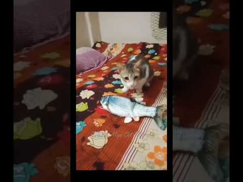 Is the fish dead or alive - Sushi 😂🤣😂.   #cat #funnyshorts #cutecat #adorable