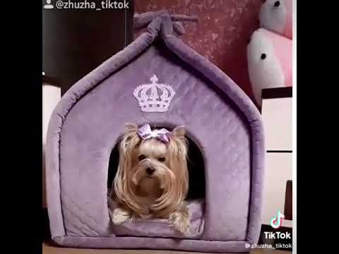 Princess dog #shorts #short #tiktok