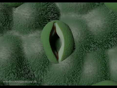 How does PHOTOSYNTHESIS work? Animated explainer