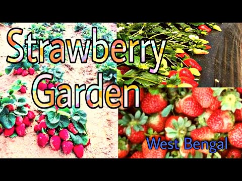 Strawberry Garden In West Bengal // স্ট্রবেরি ও ড্রাগন  বাগানে ঘুরলাম সারাদিন // Dragon Fruit Garden
