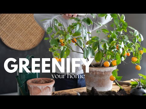 #16 Greenify Your Home: Top 10 Decor Tips & Plant Care