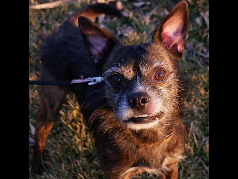 Dog Story
