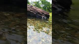 Queen of Mountain North Bengal 😌❤️ #shorts #explore #exploit #northbengal