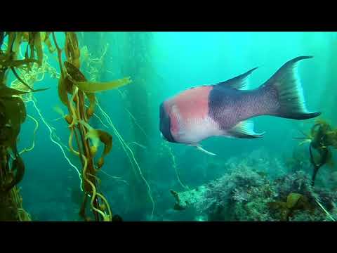 Anacapa Diving - Labor Day 2018