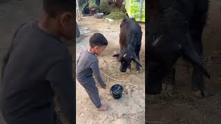 #cow #baffalo #garbadance #animals #buffaloes #bhesh #aaryanthakor