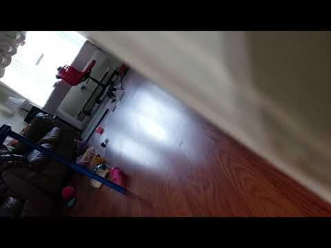 I tried to train my cat