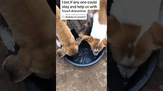 Gofundme donation link in bio to help #rescuedog #giveusourstolenmoneyback #puppy
