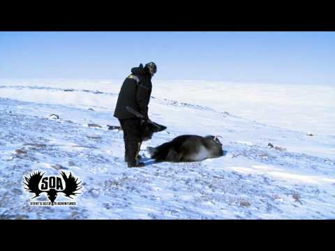 Muskox taken by Steve West with the help from a Powerbelt Bullet