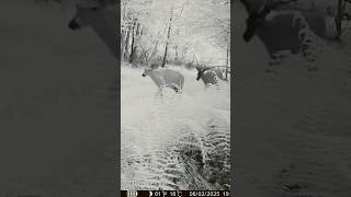 "Early Season Giants Spotted! Velvet Bucks on the Move 🦌 #TrailCam" #shorts -#whitetail #deer