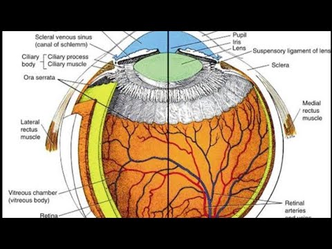 Amazing Facts of HUMAN EYE