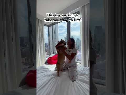 TAKE YOUR DOG TO NYC #dog #dogs #dogshorts #travel #dogtravel #nyc #nycguide #nyctrip #dogfriendly