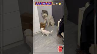 DOG VS CAT 🐶⚔️🐱  #viral #funny #doggielife #dogshorts #PetDrama