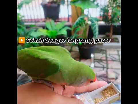 Garansi burung pasti gacor setelah denger ini #gacor #lovebirdkonslet #lovebirdngekekpanjang