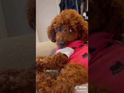 If your dog is getting neutered or spayed WATCH THIS 🐶🐕 #shorts
