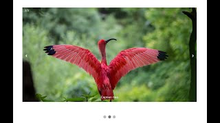 Slider HTML CSS JS