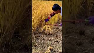 #short #agriculture #agritools#farming2024  #youtubeshorts #EliteShortsUnleashed #1691