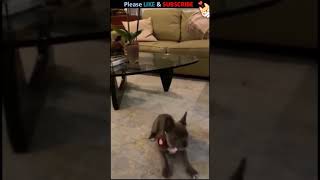 Wee #1 | Funny Animals #Shorts