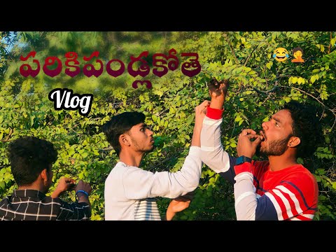 పరికిపండ్లకోతె...?