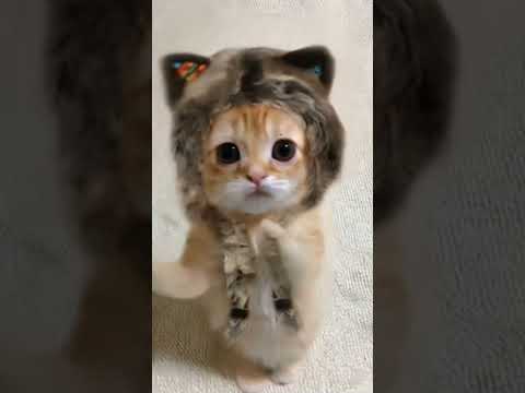 Funny dancing kitty #kitty #cat #dancecat dancingcat