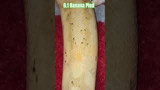 0.1 Banana Pied #banana #piedballpython #pied #shortvideo #shorts #short #shortsfeed #shortsviral