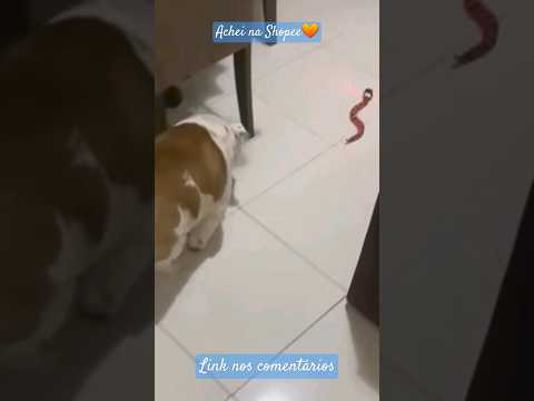 Surpreendente a reação de cachorro com brinquedo 🤣#shorts #cachorro #animais