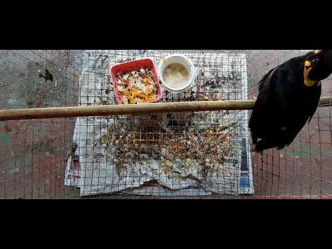 Vaiva [Hill Myna] tawng zir chho mek